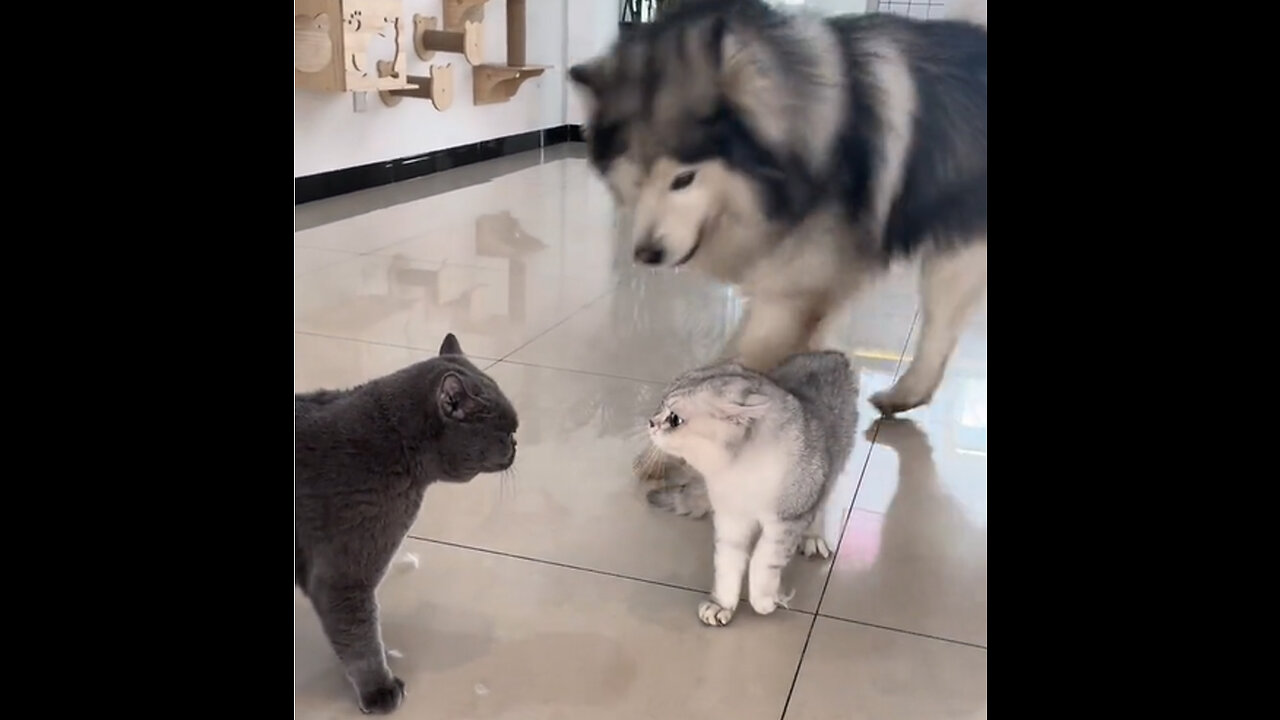 Two kittens fight. Fortunately, dogs come to persuade them