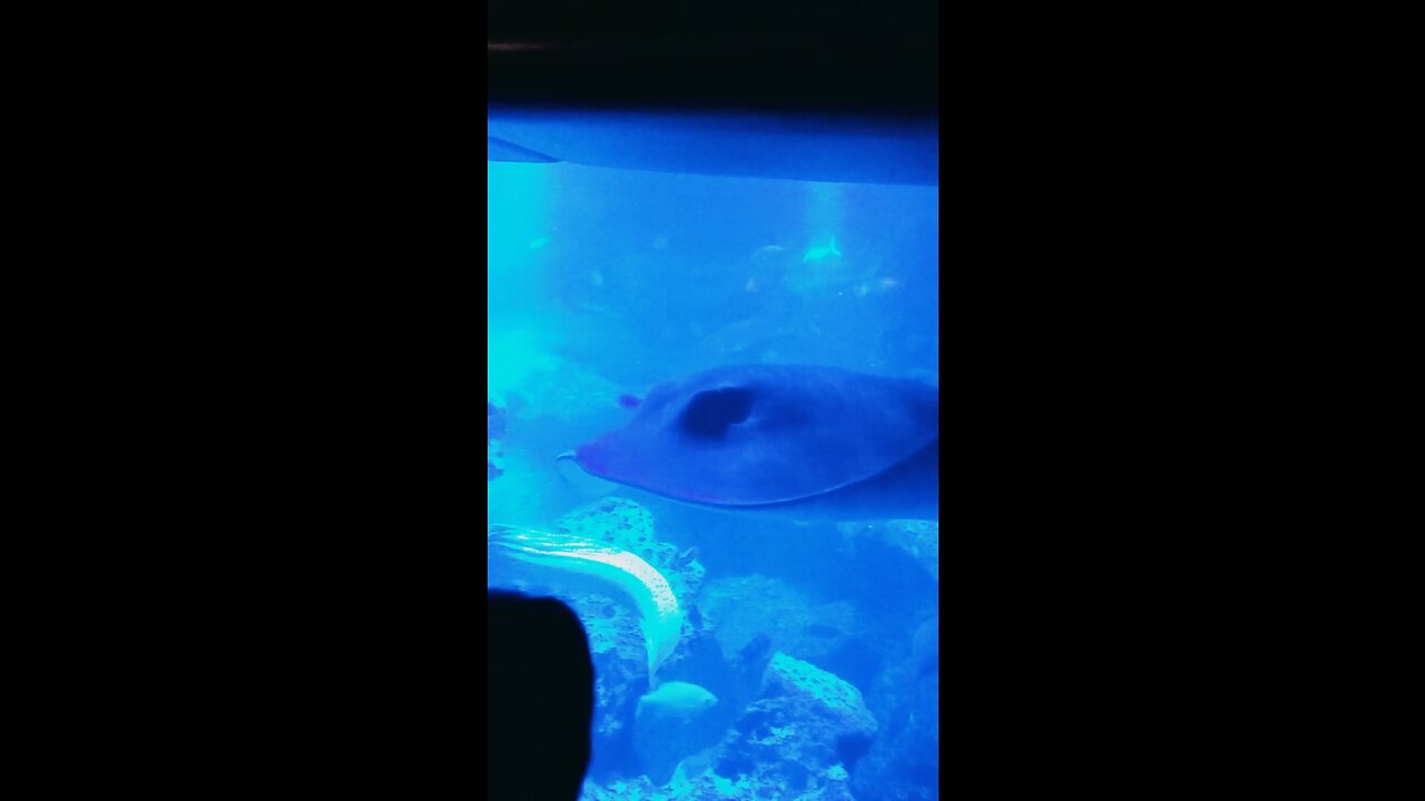 Japan aquarium