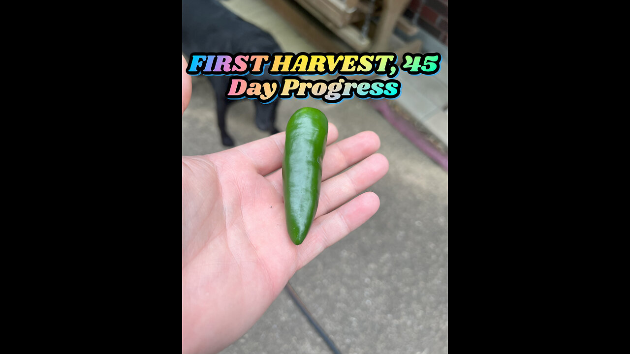 45 DAYS SINCE PLANTING, SEEING VEGETABLES START TO GROW. FLOWERS BLOOMING AND FIRST HARVEST IN TEXAS