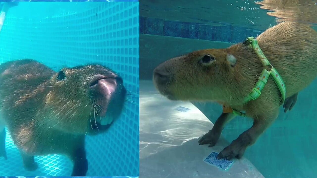 CAPYBARA pull up