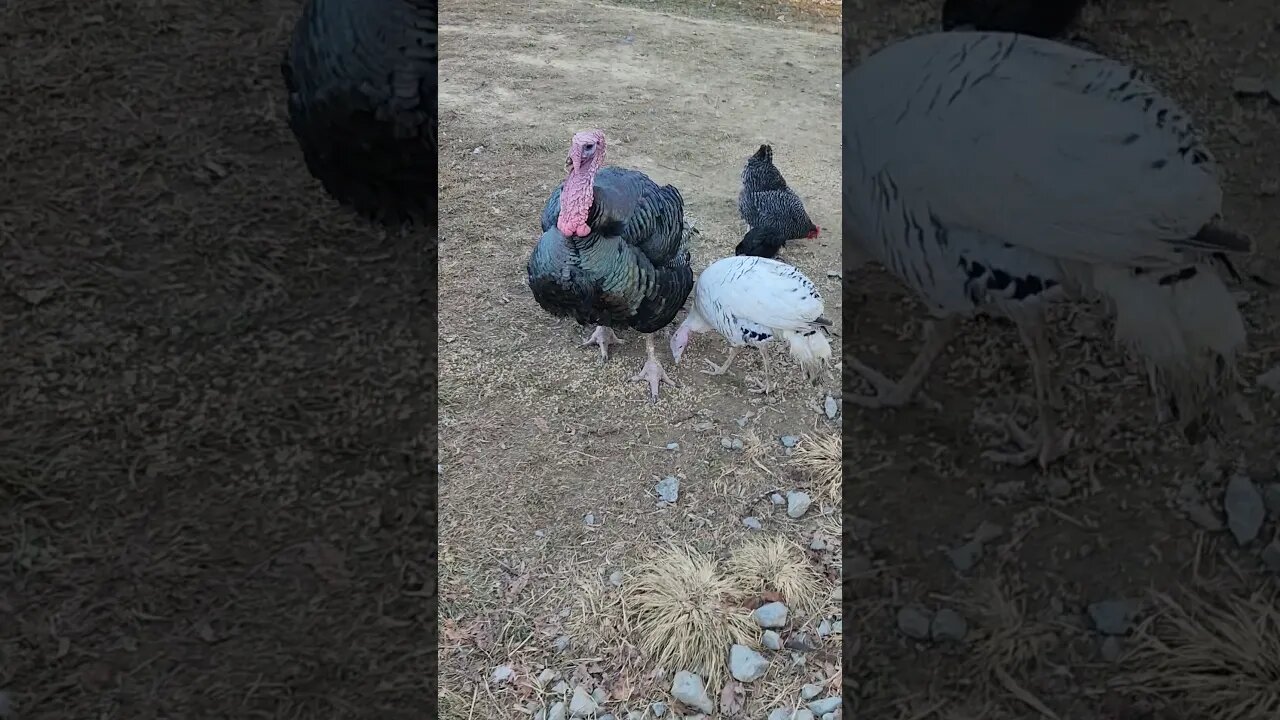 Tom's new girlfriend. #chicken #homestead #homesteader