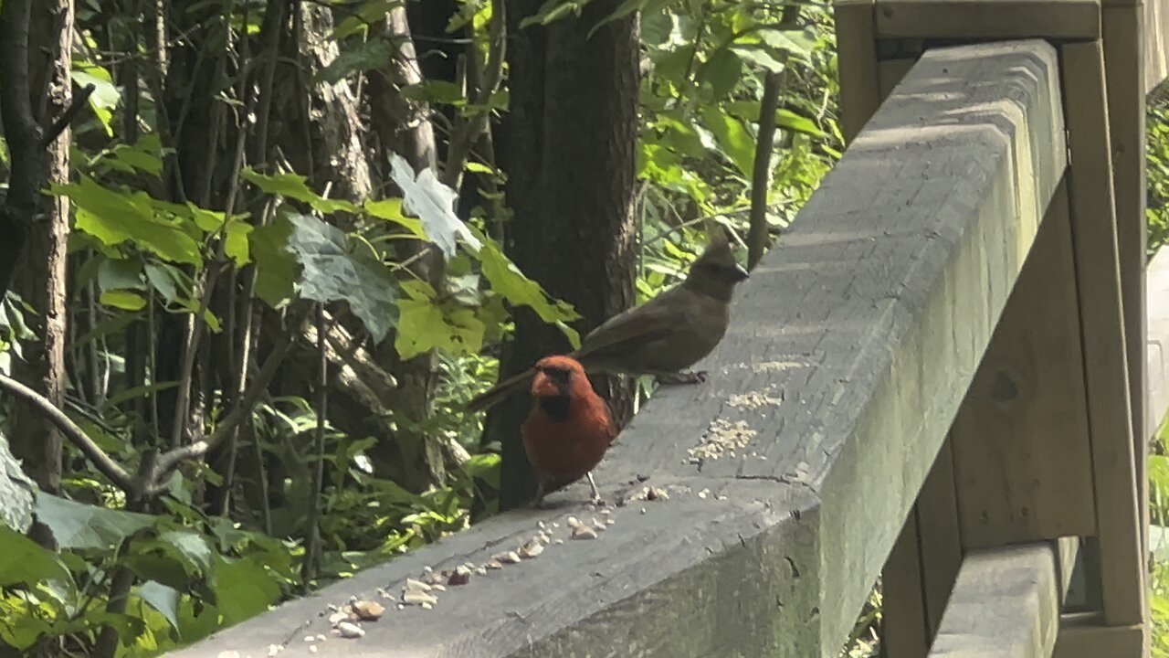 Papa C still being chased by juvenile