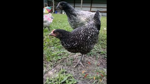 Chickens Can Be Models!! 🤩😎😋