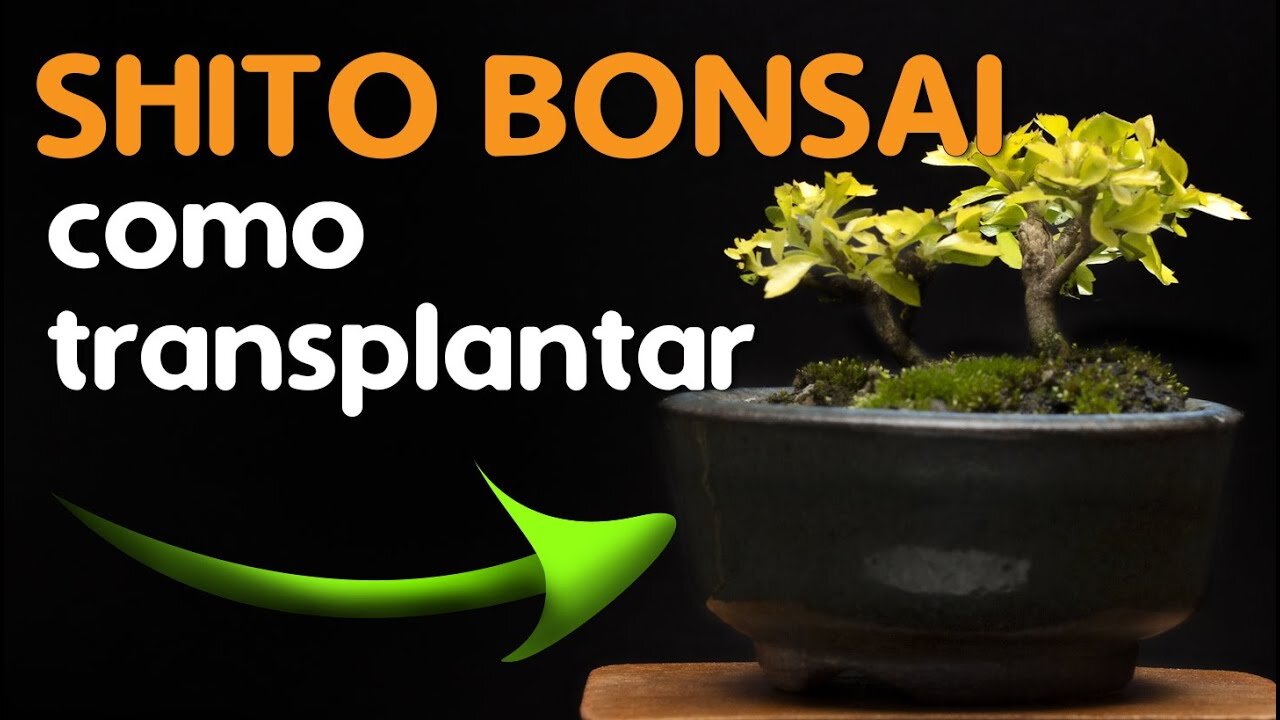 Shito Bonsai Como Transplantar