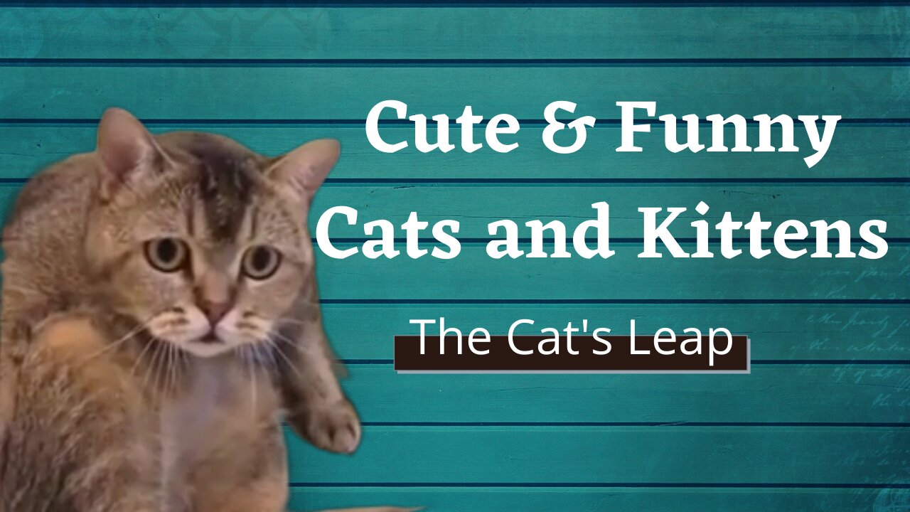 Cute and Funny Cats and Kittens Compilation