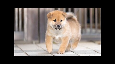 Cutes dogs | Cutest dog in the world | Cute dogs clips 2021