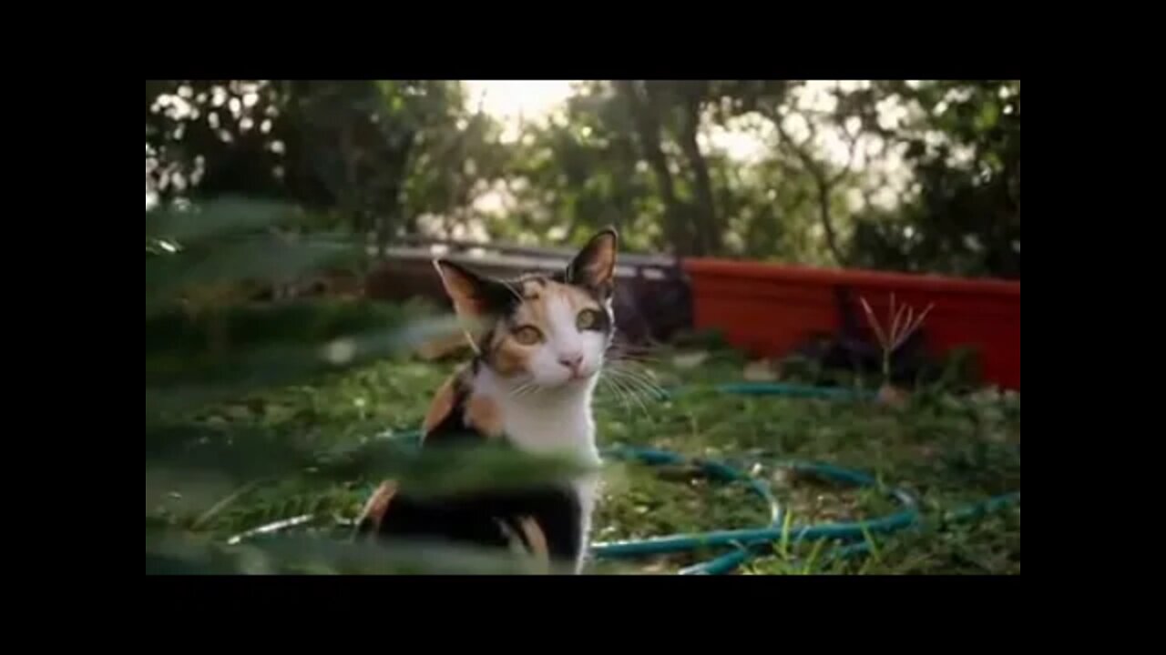 Vidéo gratuite de à l'intérieur, adorable, amusant