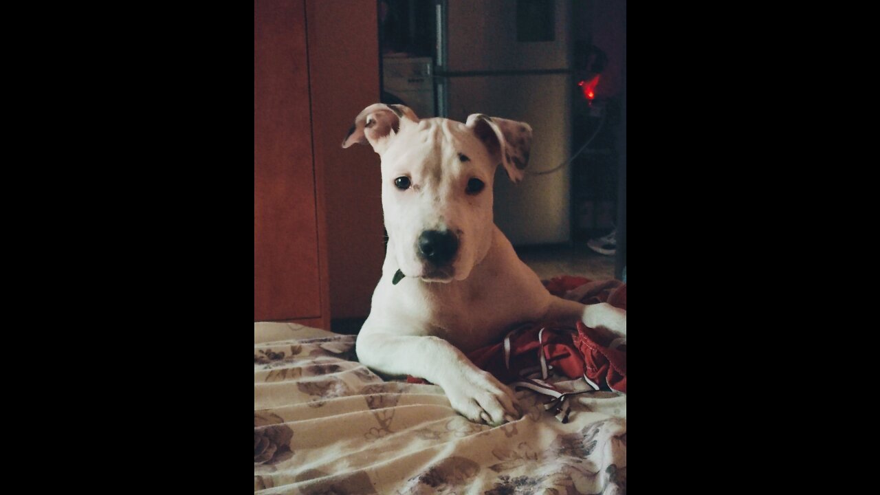 "Roberman&Rotterdam" 🤣