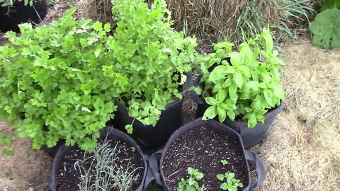 Growing Cilantro, Basil, Parsley, Chives and Oregano In Grow Bags