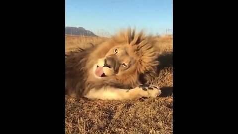 Gorgeous lion giving a massive yawn