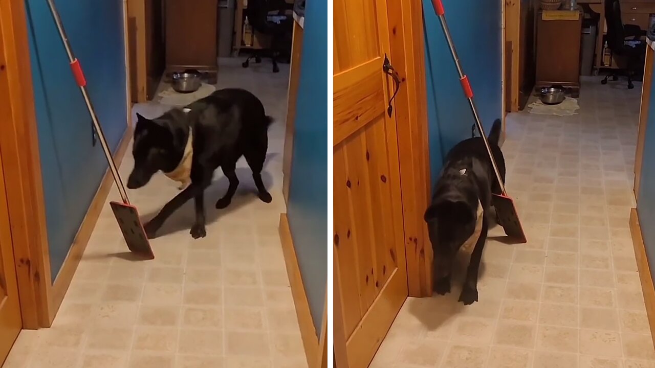 Silly Pup Scared To Pass Mop In Hallway