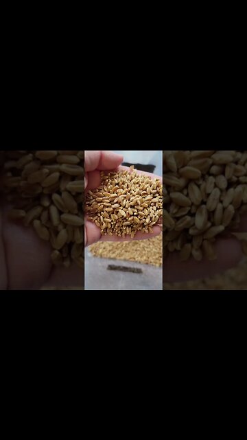 All About Hard Red Wheat Berries