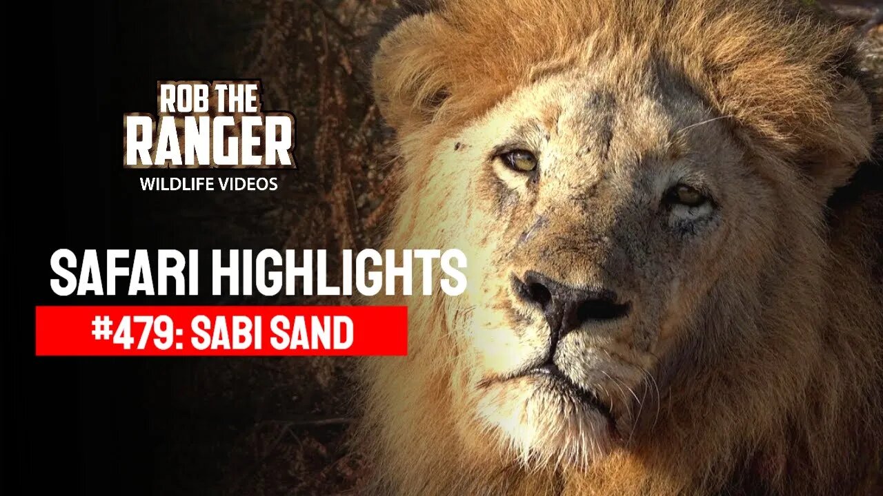 Safari Highlights #479: 01 - 05 August 2017 | Sabi Sand Nature Reserve | Latest Wildlife Sightings