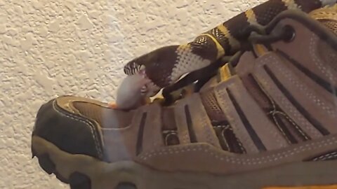 Columbine the California King Snake eats mouse correctly.