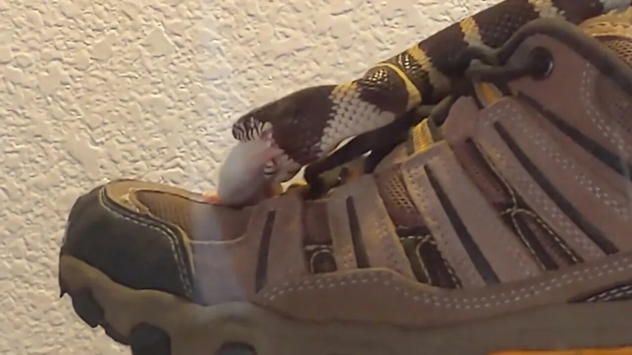 Columbine the California King Snake eats mouse correctly.