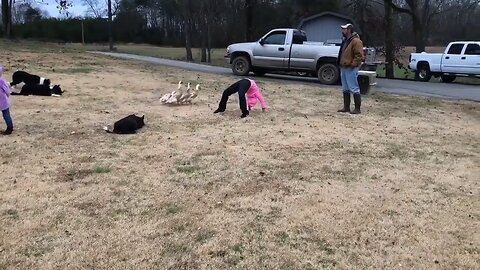 Smart dogs herding ducks through obstacles by the use of whistle commands