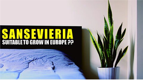 Is SNAKE pLANT suitable to grow in Europe?