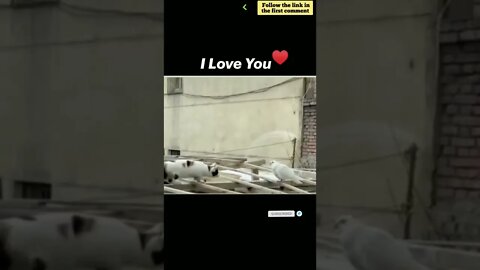 cute cat videos 😹 funny videos 😂 729 😻 #shorts #shortsfunny #cutecat #funnycat #catvideos #catscare