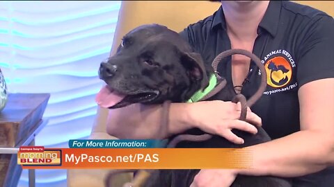Pet Patrol | Morning Blend