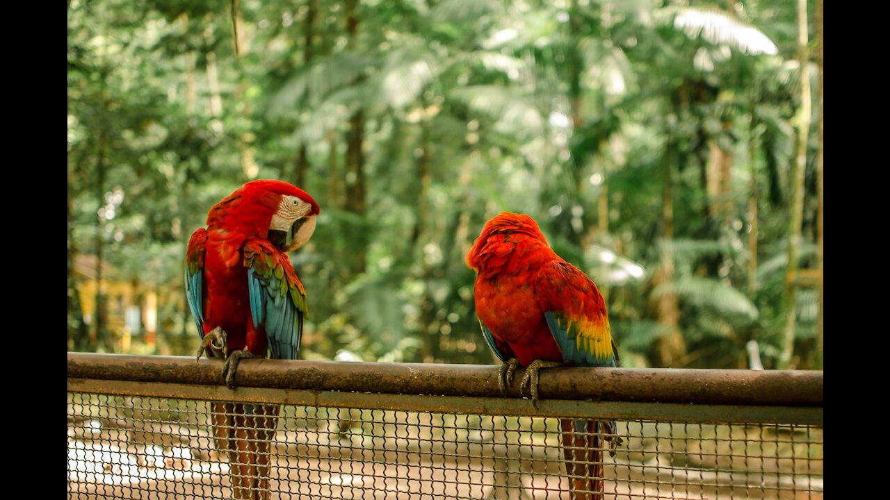 Beautiful birds are colorful and wonderful