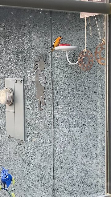 Baby male and mom oriole