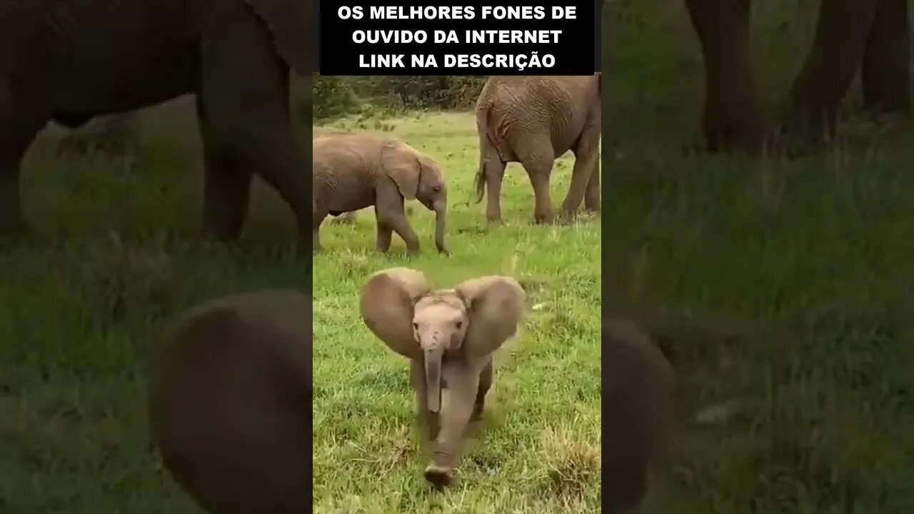 Esse bebê elefante está muito feliz