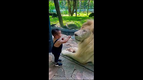 soo_sweet_kid_with_lion_meet_😍😍💞💞