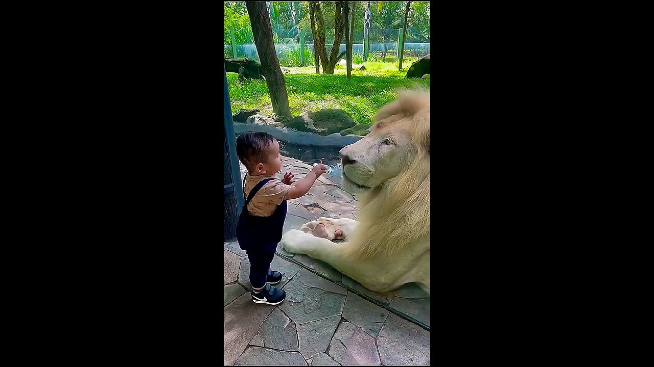 soo_sweet_kid_with_lion_meet_😍😍💞💞