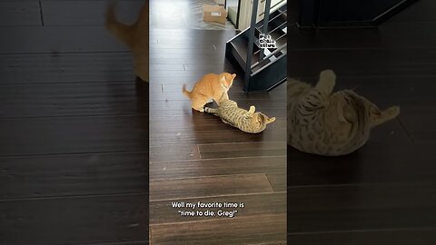 Funny Cat Pulls Off Sneak Attack!