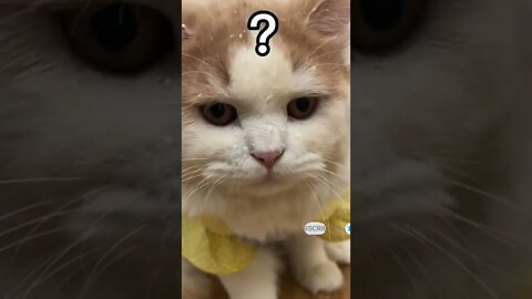 cute cat videos 😹 funny videos 😂 482 😻