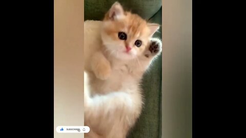 cute cat videos 😹 funny videos 😂815