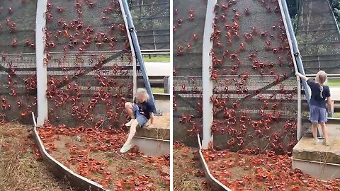 Time Lapse Captures Epic Crab Migration