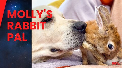 Molly the Golden's Unlikely Rabbit Friendship Caught on Camera!