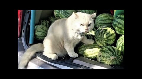 Funny animals - Funny cats dogs - Funny animal videos