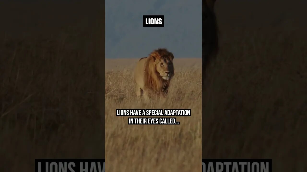 Eye-sight of Lions👁️ #wildlifefacts #animals #lions