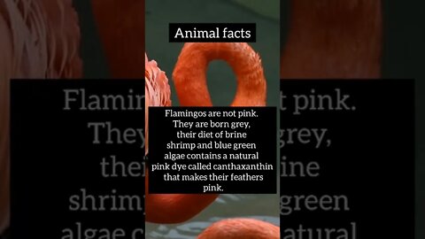 facts,amazing animals #shorts #psychology