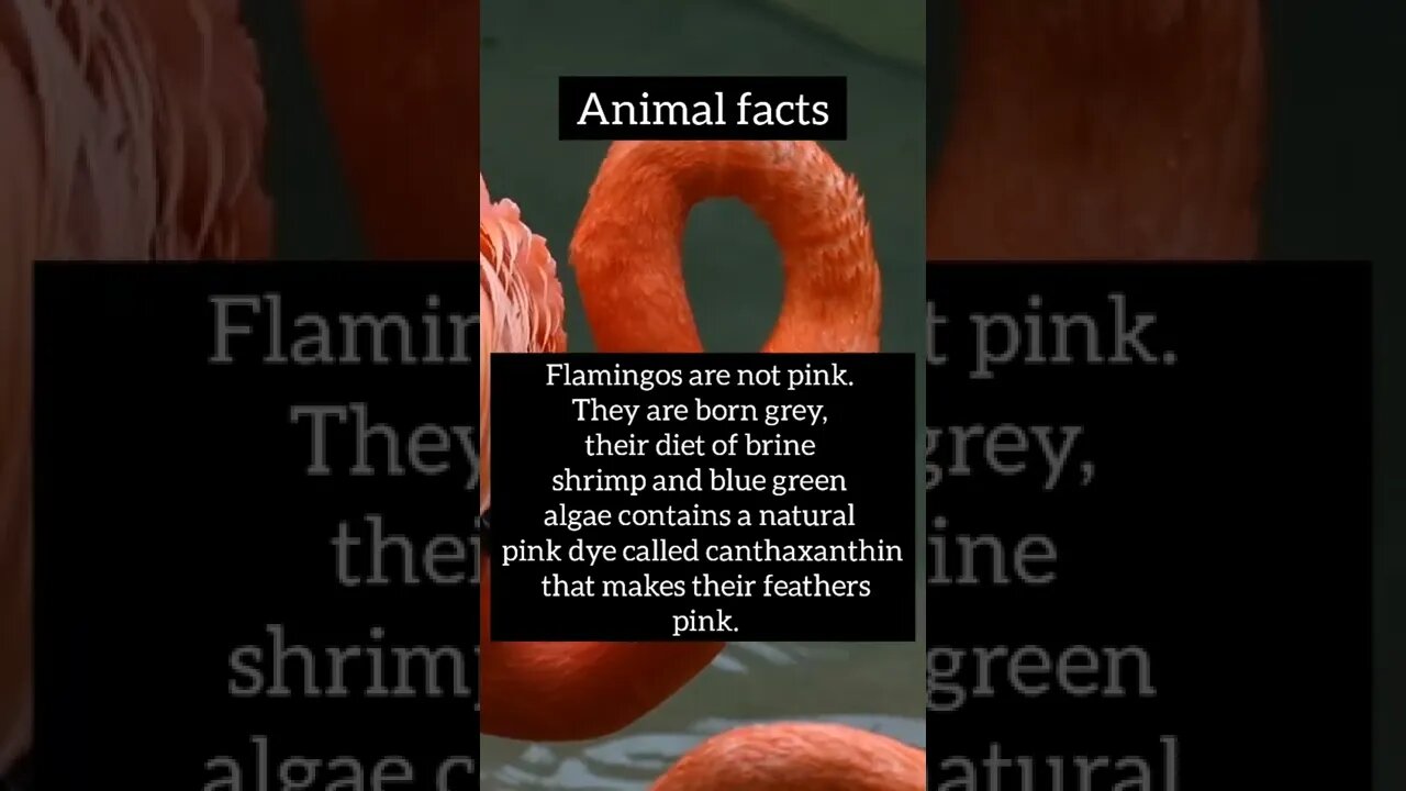 facts,amazing animals #shorts #psychology