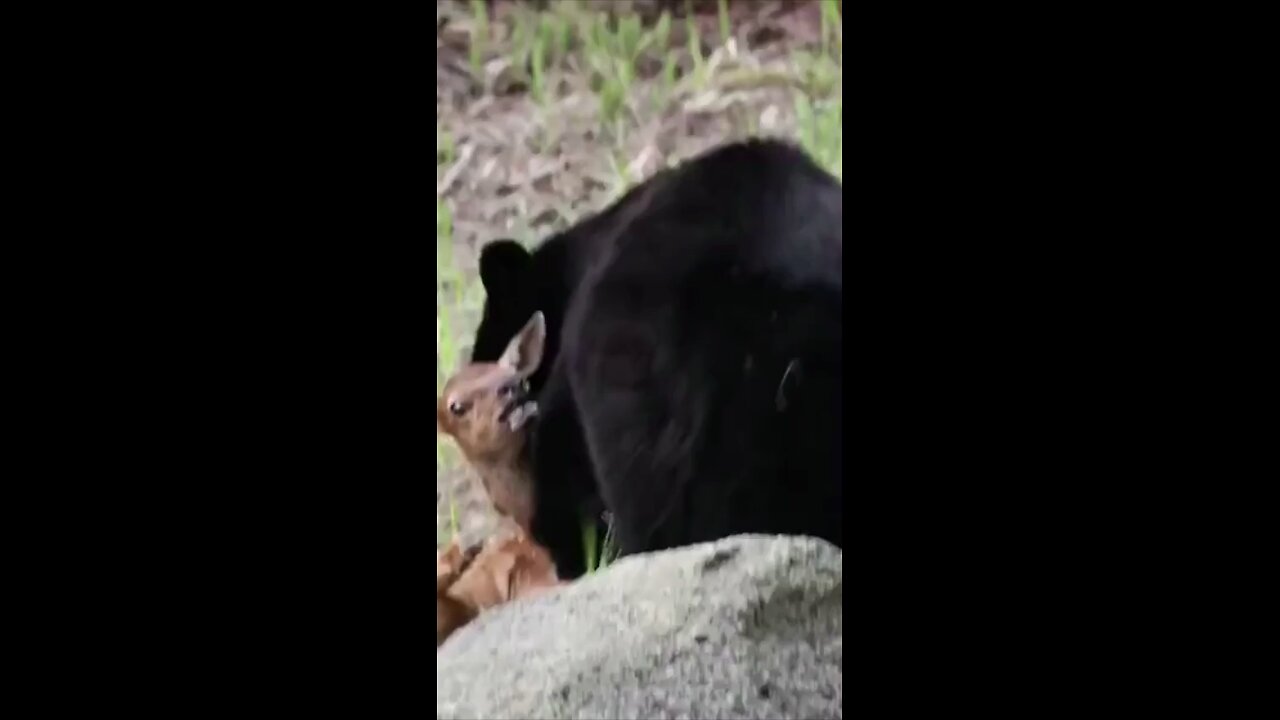 Bear hunting baby deer #wildlifemagictv#wildlifemagic#wildlife#wild#life#nature#wildlifelovers #wild