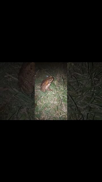 Cane toad, a very large one