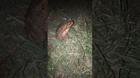 Cane toad, a very large one