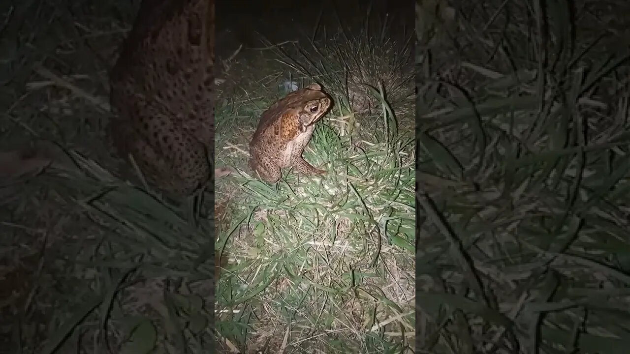 Cane toad, a very large one