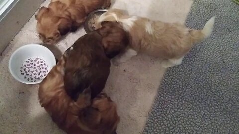 H Litter - They Have Teeth!