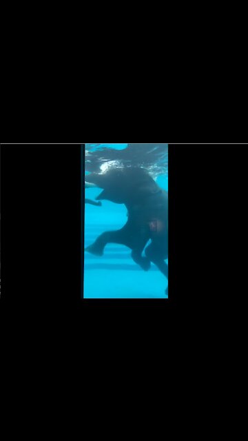 Swimming Elephants in the pool - elephant sanctuary in Chonburi Thailand