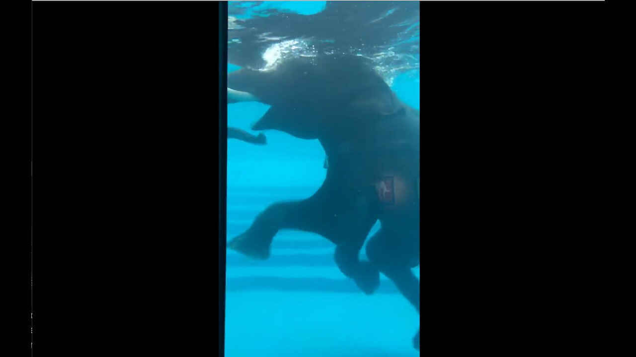 Swimming Elephants in the pool - elephant sanctuary in Chonburi Thailand