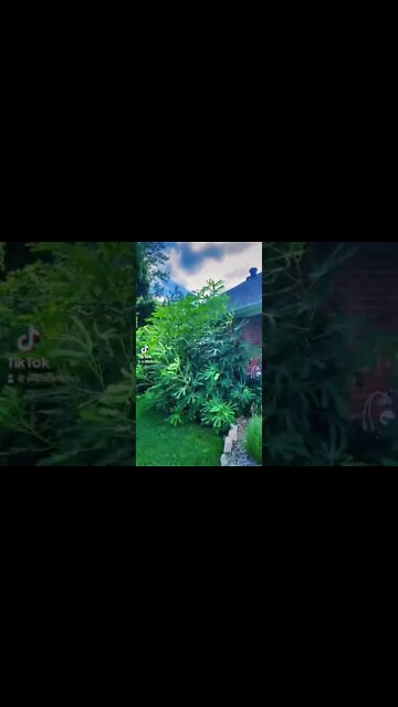 I LOVE These Fruit Trees!!