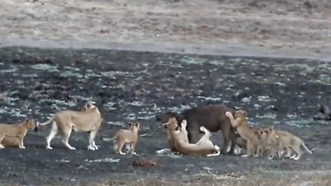 Lion and Baby Lion attack to Animals beast ||2022||