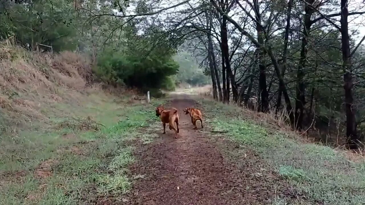 Running Rhodesian Ridgebacks In The Rain