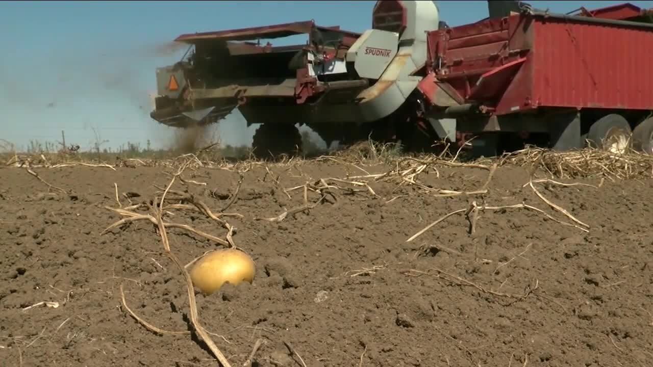 Colorado produce growers say new rules could destroy labor force as the state debates OT pay