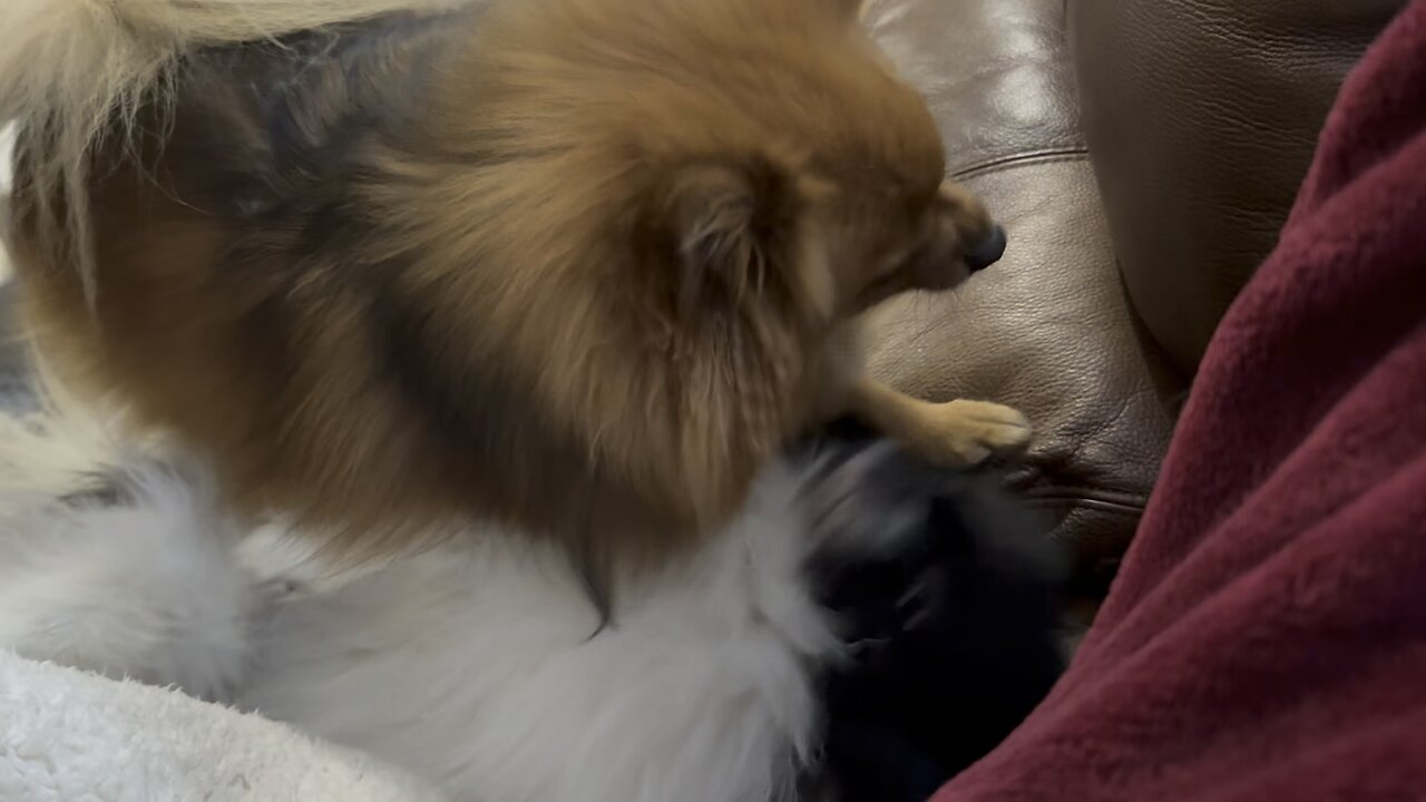 Pomeranian Sparring