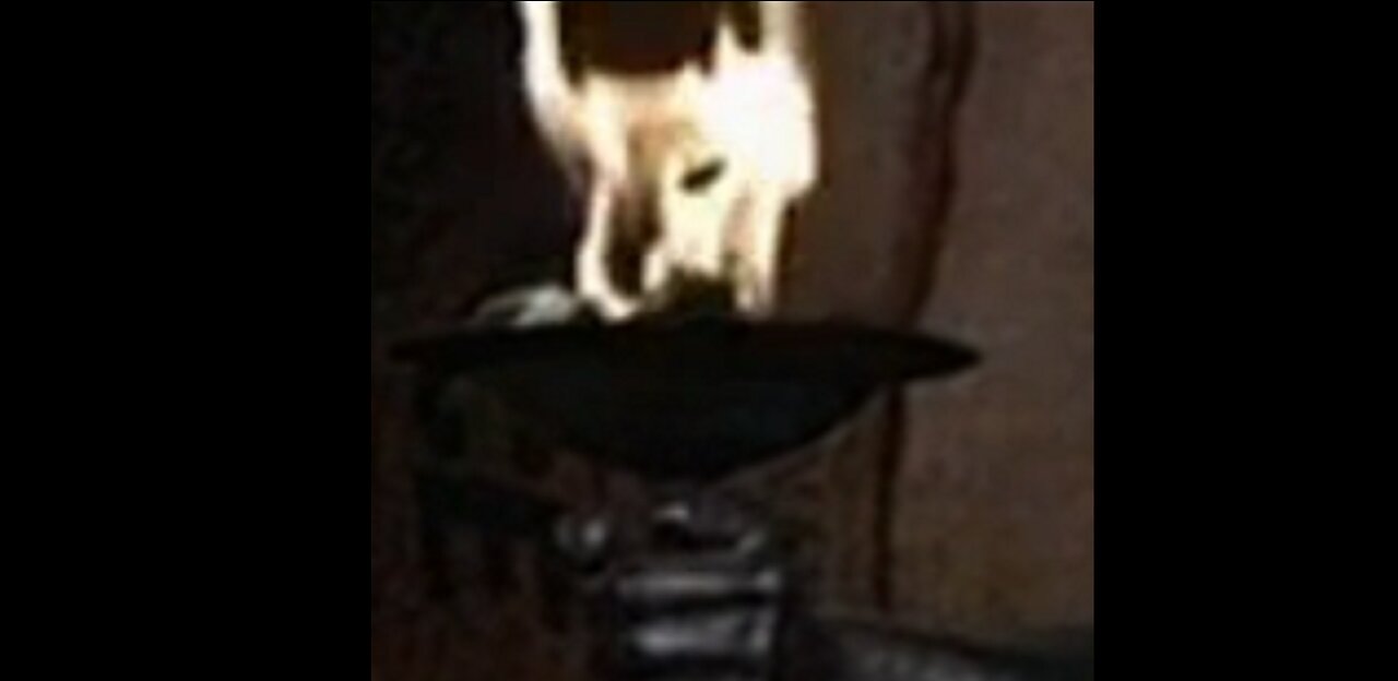 Pyros Meditation:: Against Traitors of the Human Race Uersion 2, Phor Women